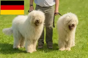 Read more about the article Komondor crescători și căței în Germania