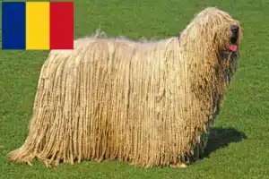 Read more about the article Crescători și căței Komondor în România