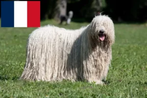 Read more about the article Komondor crescători și căței în Franța