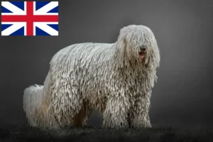 Read more about the article Komondor crescători și căței în Marea Britanie