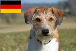 Read more about the article Kromfohrländer crescători și căței în Germania