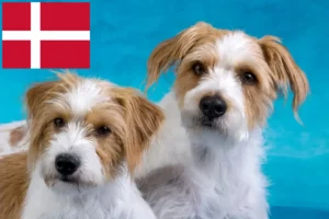 Read more about the article Kromfohrländer crescători și căței în Danemarca