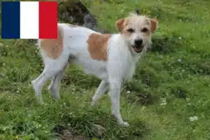 Read more about the article Kromfohrländer crescători și căței în Franța