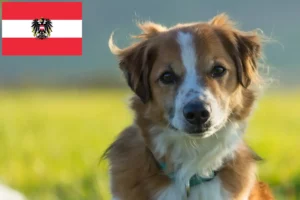 Read more about the article Kromfohrländer crescători și căței în Austria