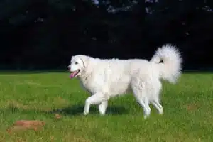 Read more about the article Kuvasz breeder