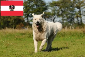 Read more about the article Kuvasz crescători și căței în Austria