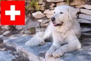Read more about the article Kuvasz crescători și căței în Elveția
