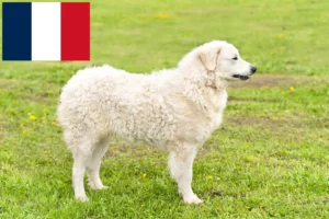 Read more about the article Kuvasz crescători și căței în Franța