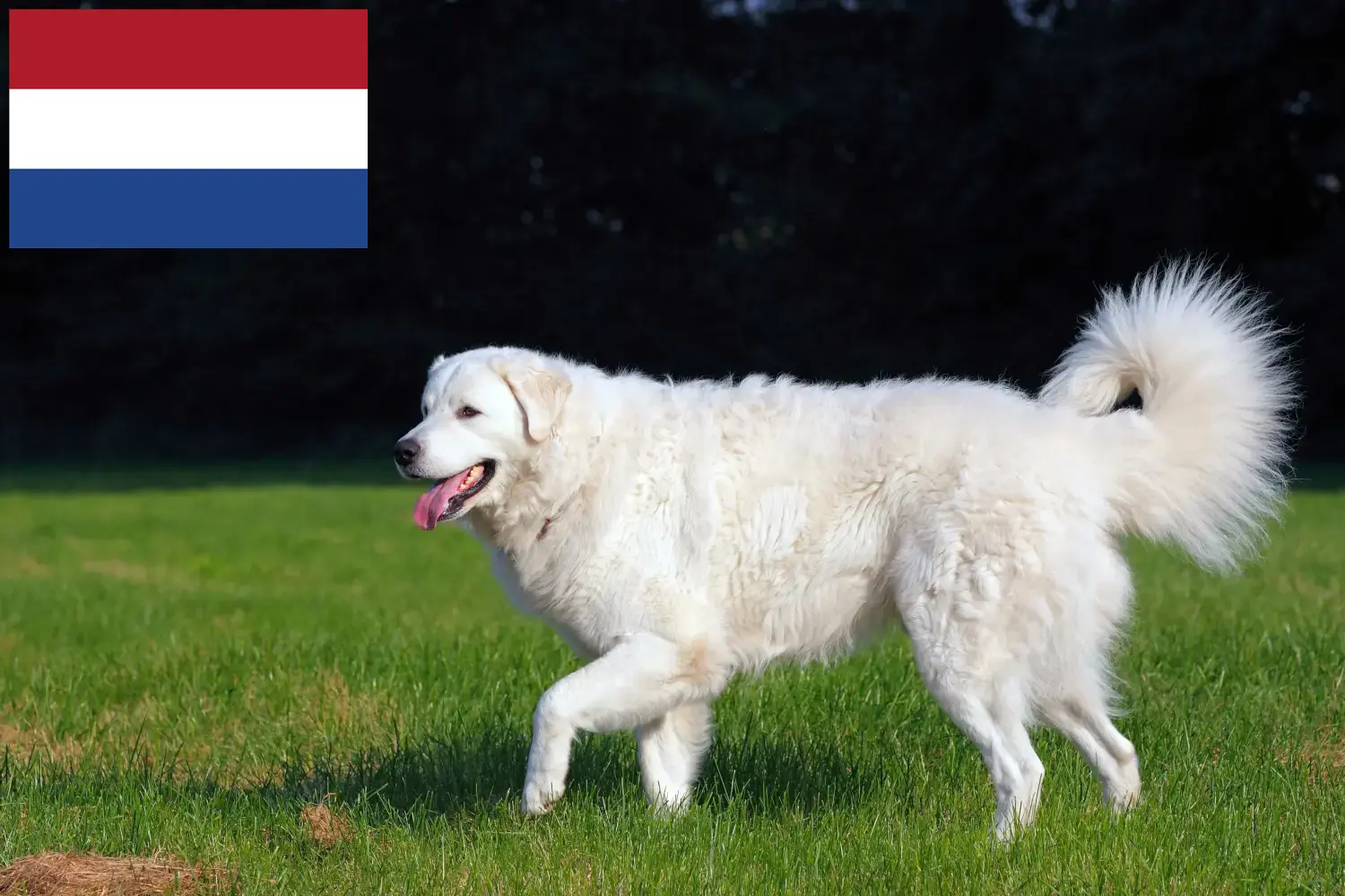 Kuvasz cățeluși și crescător Olanda Aici puteți găsi crescători de Kuvasz în Olanda.