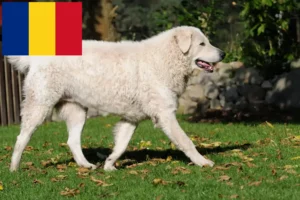 Read more about the article Kuvasz crescători și căței în România