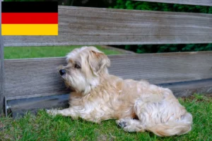Read more about the article Kyi Leo crescători și căței în Germania