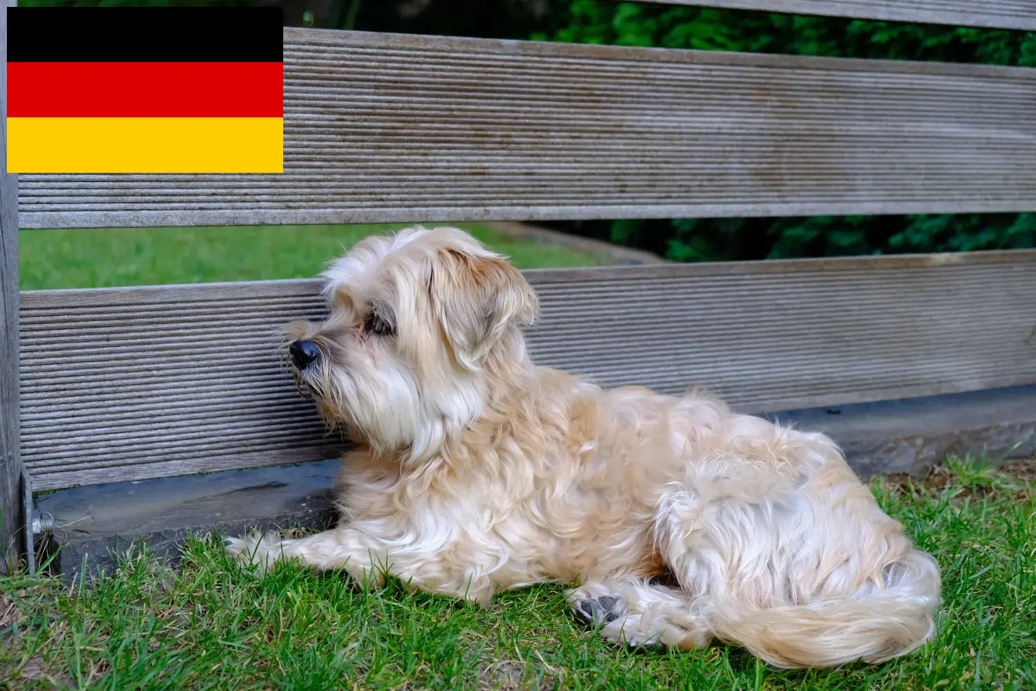 Read more about the article Kyi Leo crescători și căței în Germania