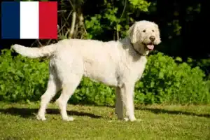 Read more about the article Labradoodle crescători și căței în Franța