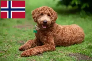 Read more about the article Labradoodle crescători și căței în Norvegia
