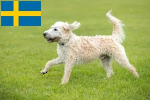 Read more about the article Labradoodle crescători și căței în Suedia