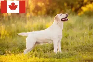 Read more about the article Labrador crescători și căței în Canada