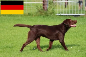 Read more about the article Labrador crescători și căței în Germania