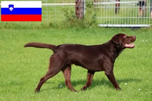 Read more about the article Labrador crescători și căței în Slovenia