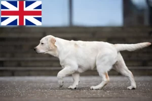 Read more about the article Labrador crescători și căței în Marea Britanie
