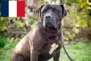 Read more about the article Labrastaff crescători și căței în Franța