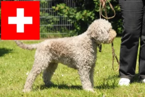 Read more about the article Lagotto Romagnolo crescători și căței în Elveția