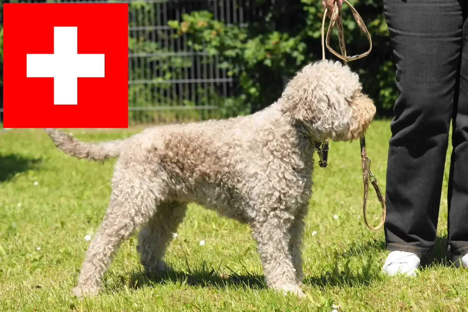 Lagotto Romagnolo căței și crescători Elveția Aici puteți găsi crescători de Lagotto Romagnolo în Elveția.