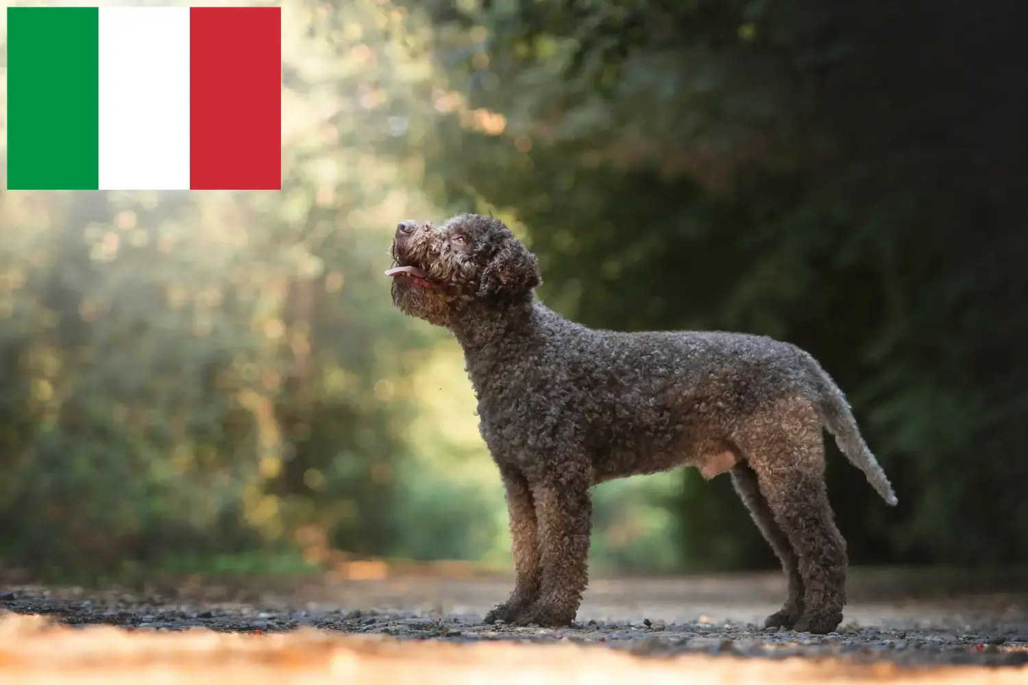 Lagotto Romagnolo căței și crescători Italia Aici puteți găsi crescători de Lagotto Romagnolo în Italia.