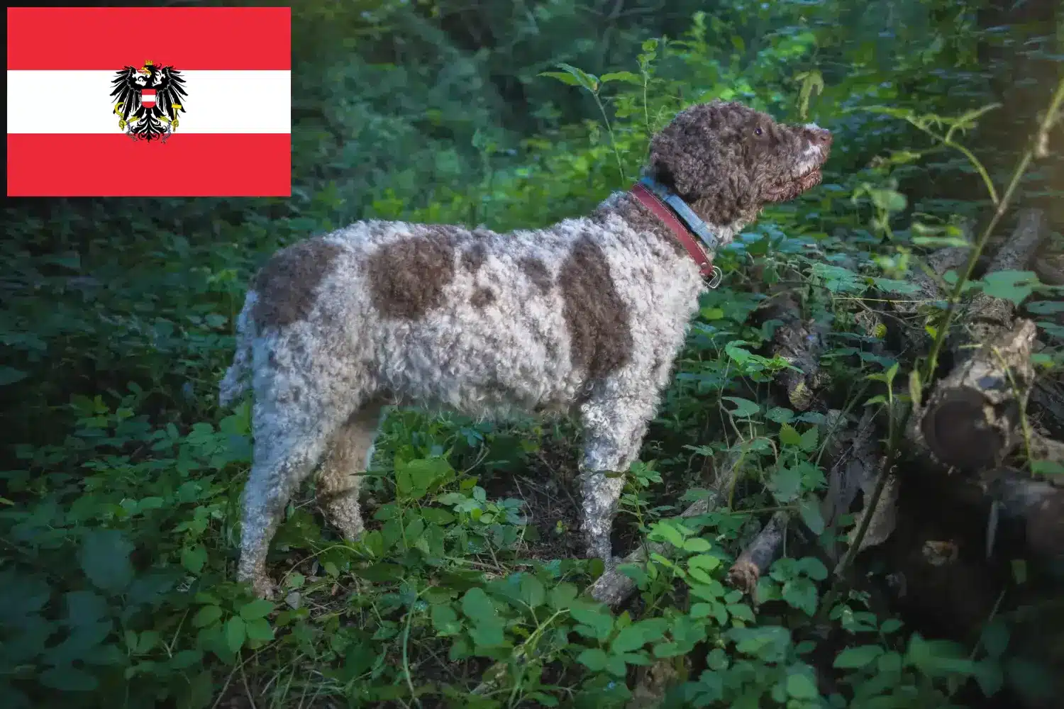 Lagotto Romagnolo căței și crescători Austria Aici puteți găsi crescători de Lagotto Romagnolo din Austria.