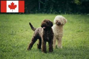 Read more about the article Lagotto Romagnolo crescători și căței în Canada