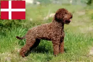 Read more about the article Lagotto Romagnolo crescători și căței în Danemarca