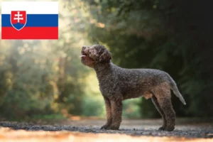 Read more about the article Lagotto Romagnolo crescători și căței în Slovacia