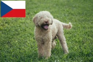 Read more about the article Lagotto Romagnolo crescători și căței în Republica Cehă