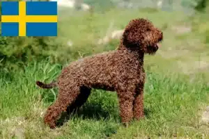 Read more about the article Lagotto Romagnolo crescători și căței în Suedia