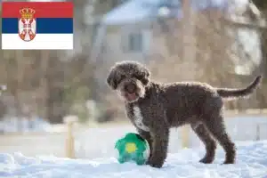 Read more about the article Lagotto Romagnolo crescători și căței în Serbia