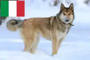 Read more about the article Laika crescători și căței în Italia