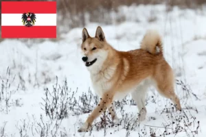 Read more about the article Laika crescători și căței în Austria