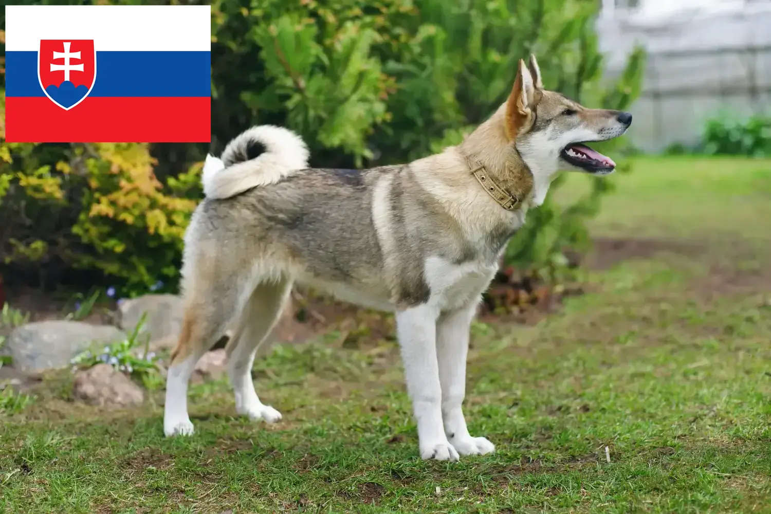 Read more about the article Laika crescători și căței în Slovacia
