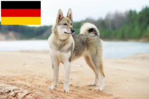 Read more about the article Laika crescători și căței în Germania
