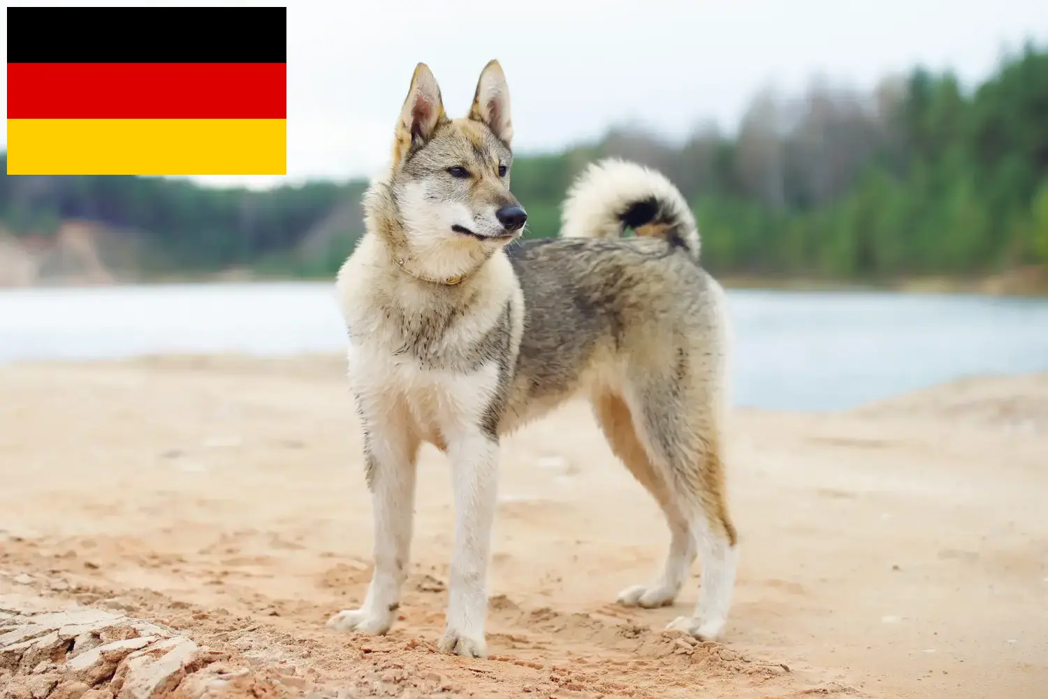 Read more about the article Laika crescători și căței în Germania