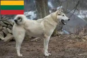 Read more about the article Laika crescători și căței în Lituania