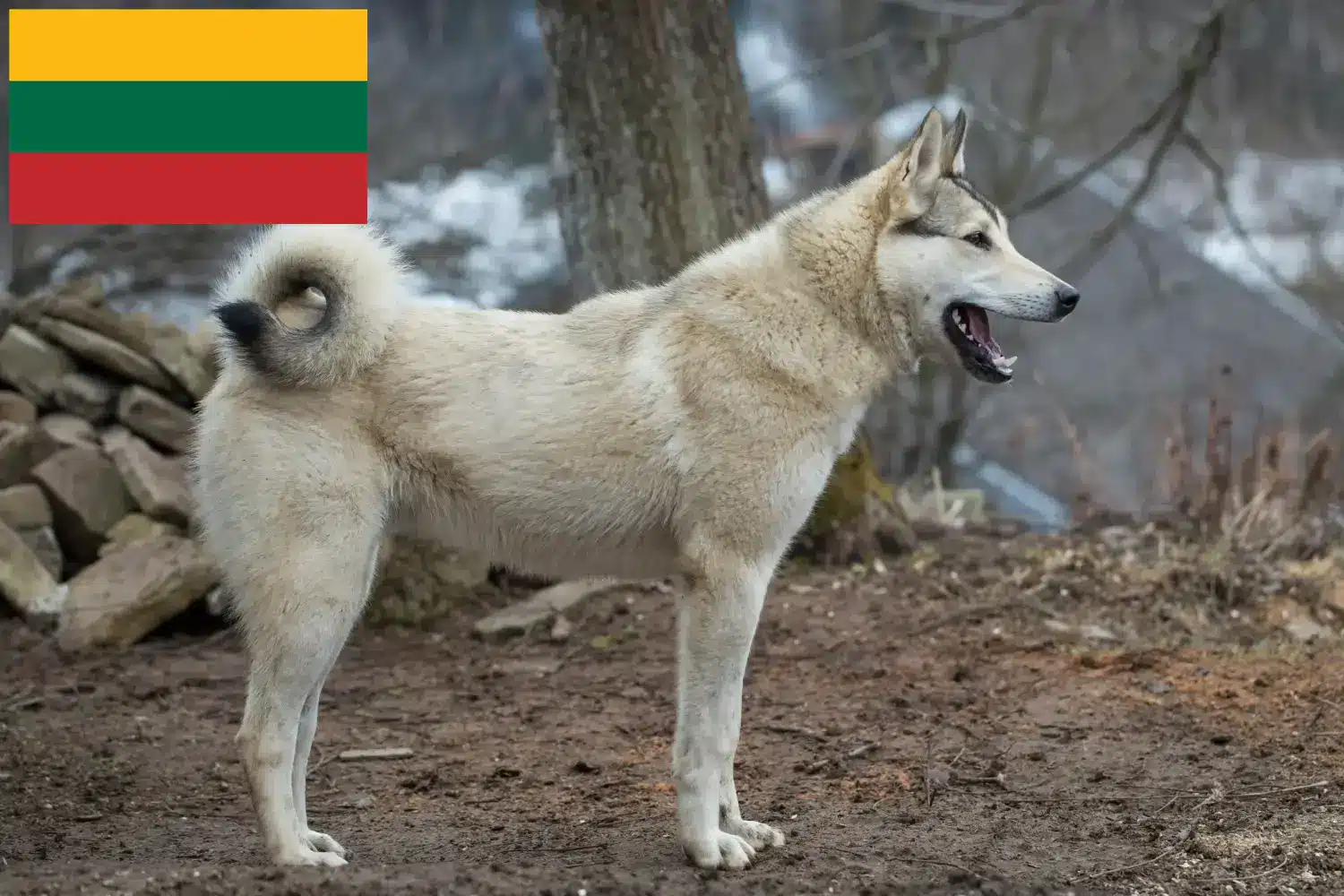 Laika căței și crescători Lituania Găsiți crescători de Laika în Lituania aici.