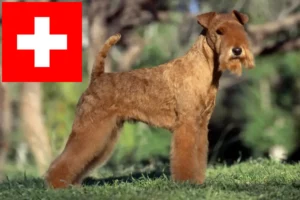 Read more about the article Lakeland Terrier crescători și căței în Elveția
