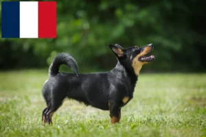 Read more about the article Lancashire Heeler crescători și căței în Franța
