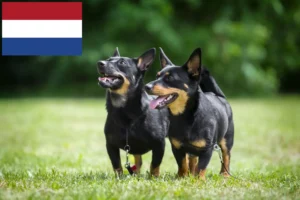 Read more about the article Lancashire Heeler crescători și căței în Olanda