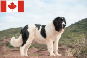 Read more about the article Landseer crescători și căței în Canada