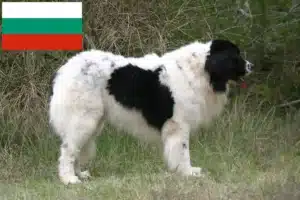 Read more about the article Landseer crescători și căței în Bulgaria