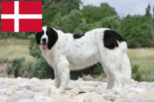 Read more about the article Landseer crescători și căței în Danemarca