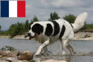 Read more about the article Landseer crescători și căței în Franța
