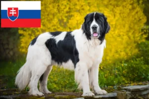 Read more about the article Landseer crescători și căței în Slovacia