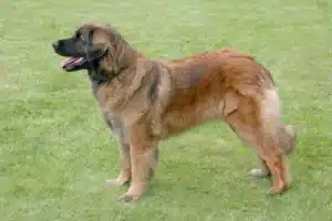 Read more about the article Leonberger crescător
